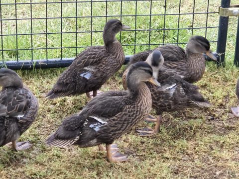 image of ducks