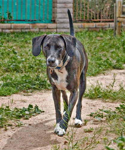 Bella walking toward the camera across the yard