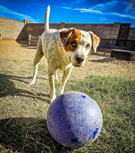 Buck, a white cattle dog mix with brown freckles, eyeing his blue ball in the yard