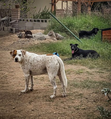 Buck in the yard, with Nova and Kali resting in the grass behind him